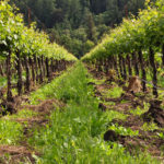 stockvault-vineyard-row122555
